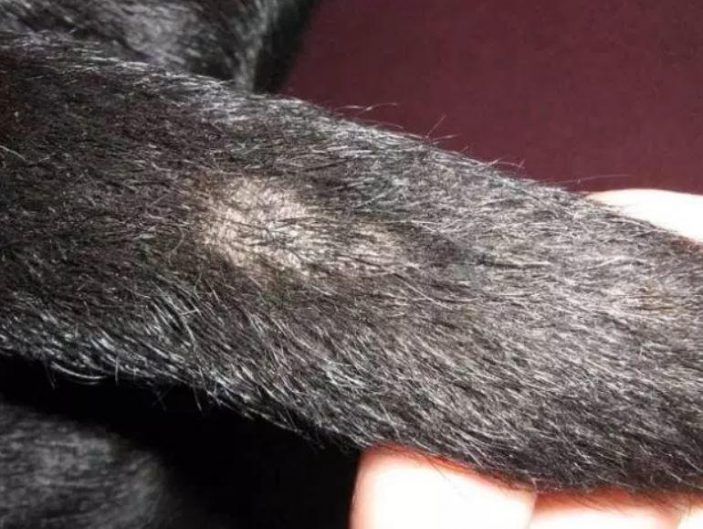 Stud Tail in Cats Causes, Symptoms, and Remedies Pet Care Advisors