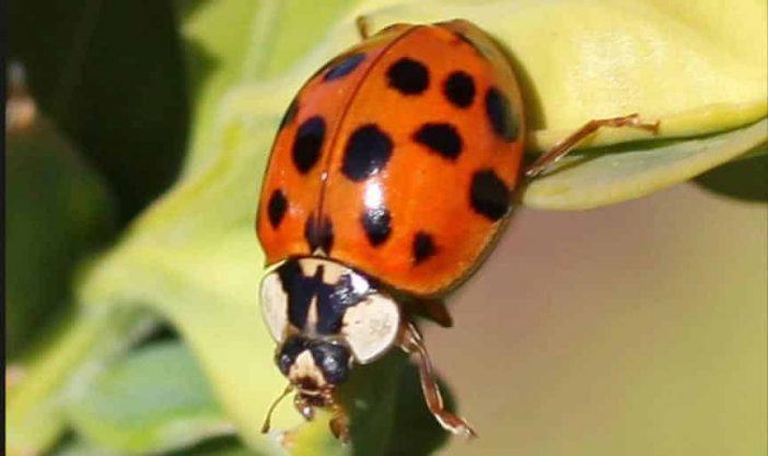 Asian Lady Beetle Poisonous To Cats