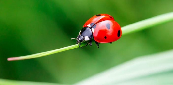 Are ladybugs poisonous to dogs