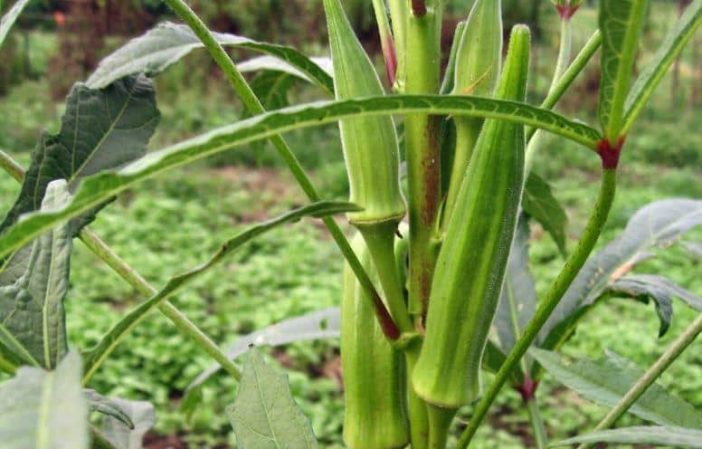 Can rabbits eat okra