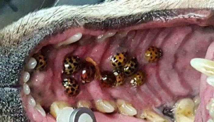 Ladybugs in a dog's mouth