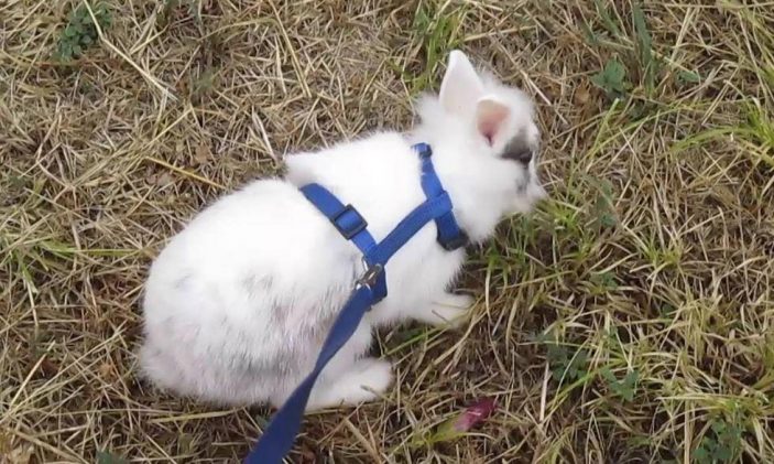 Can rabbits wear harness