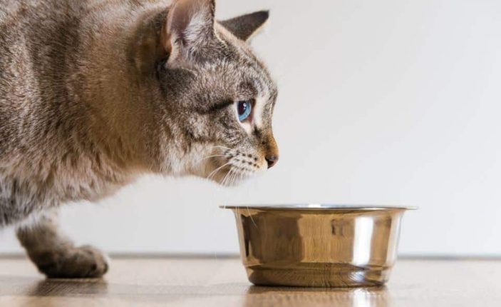 Do cats need vitamin B complex