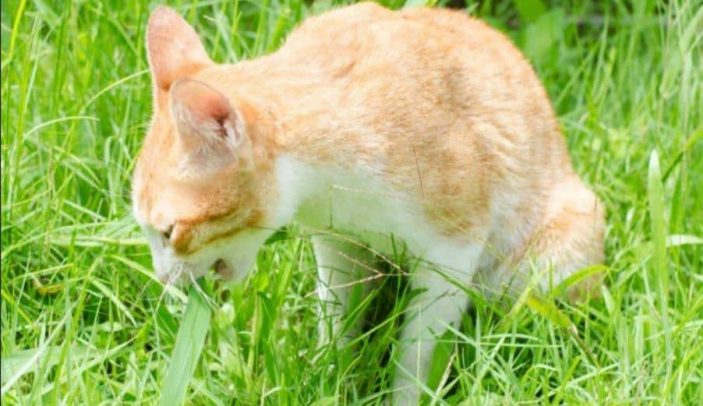 Folic acid in cats