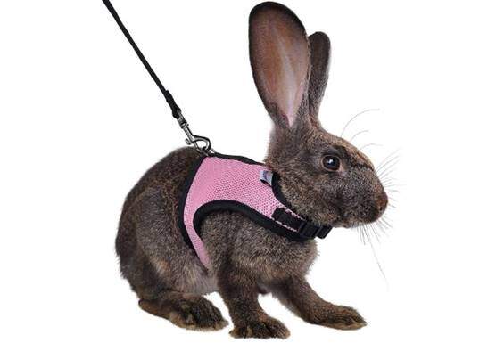 Niteangel Adjustable Soft Harness with Elastic Leash for Rabbits