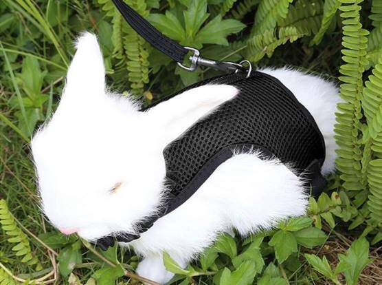 Niteangel Adjustable Soft Harness with Elastic Leash for Rabbits L, Red