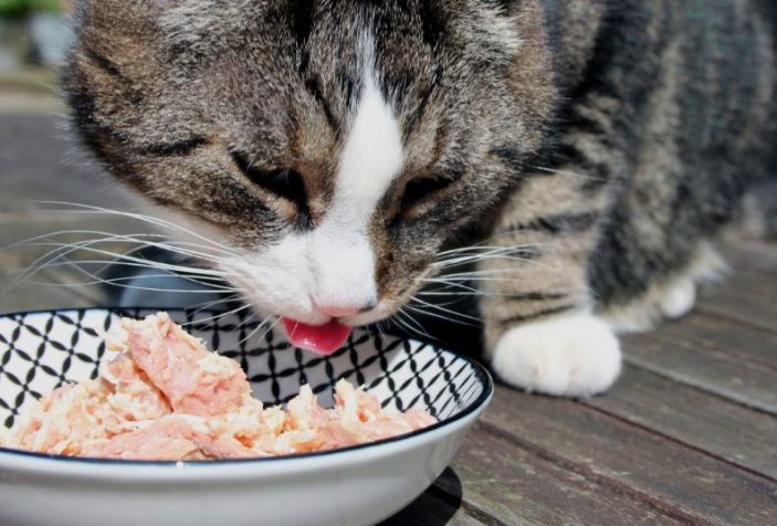 Vitamin A in cat diets