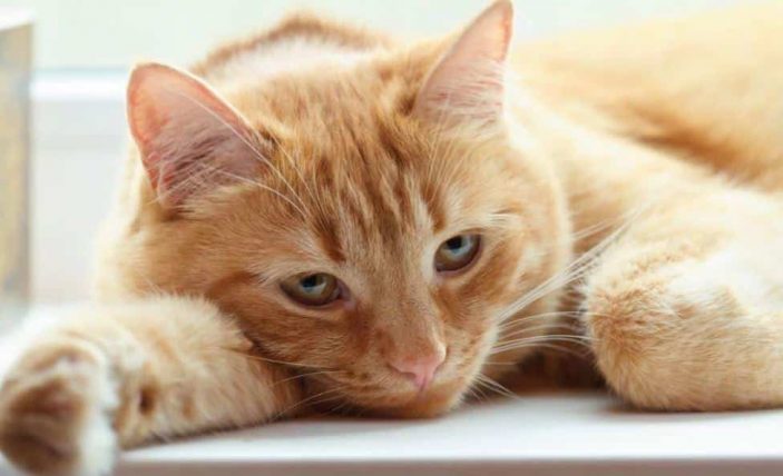 Vitamin A poisoning in cats