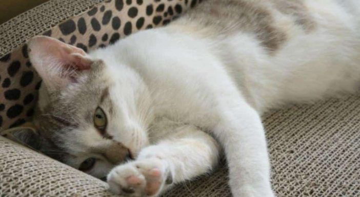 vitamin B2 for cats benefits