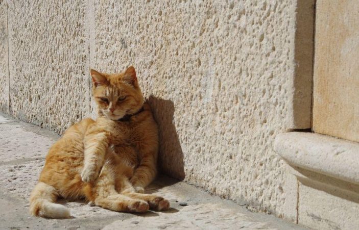 vitamin D for cats