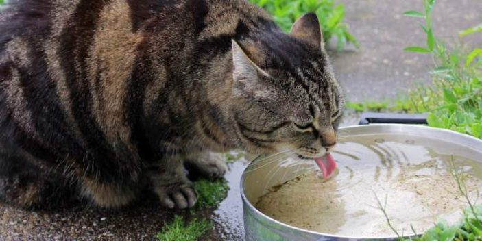 Excess sodium can lead to thirsty cats