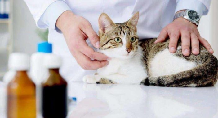 Hypercalcemia in cats