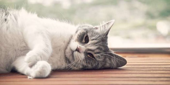 hypophosphatemia in cats