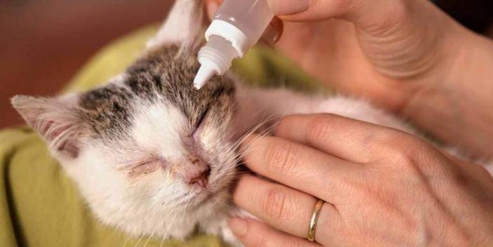 Can I use boric acid eyewash for cats