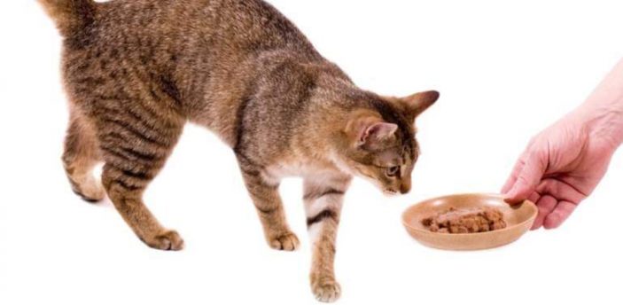 Do cats require cobalt in their diets