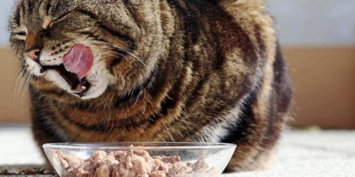Do cats require manganese in their diets