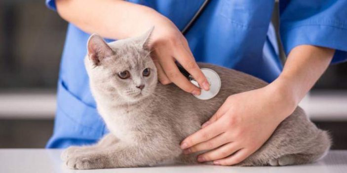 Iron-deficiency anemia in cats