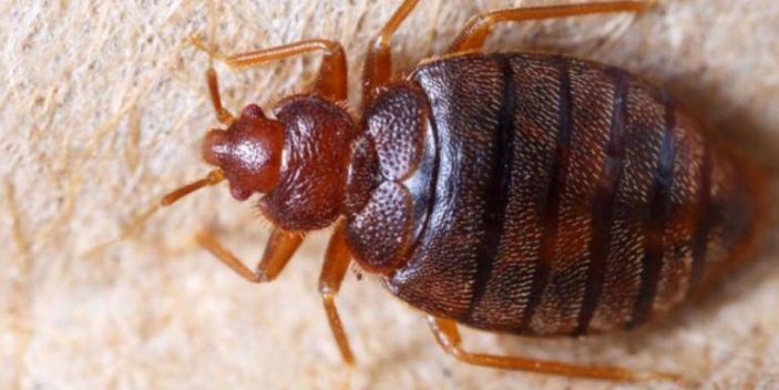 will bed bugs bite cats and dogs