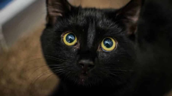 Bombay cat - black whiskers