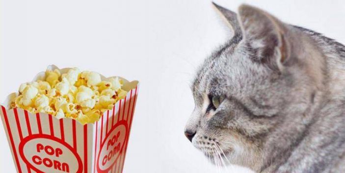 Can I give some popcorn to my cat