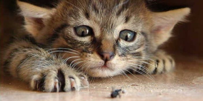 Can cats eat bugs?