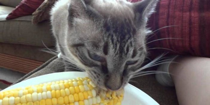 Can cats eat corn including corn on cob