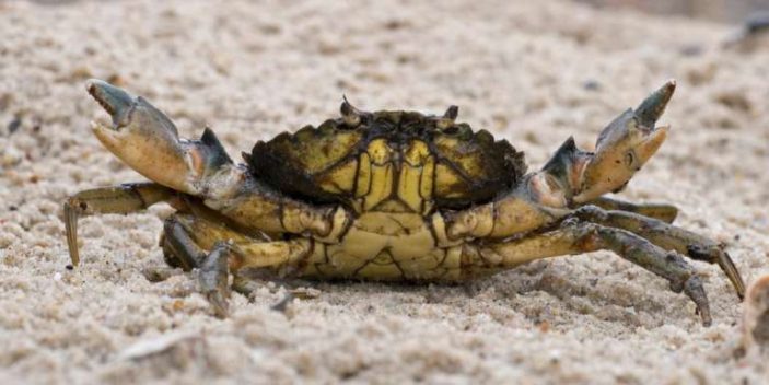 Can cats eat crab meat?