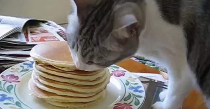 Can cats eat pancakes