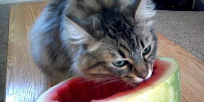 Can cats eat watermelon