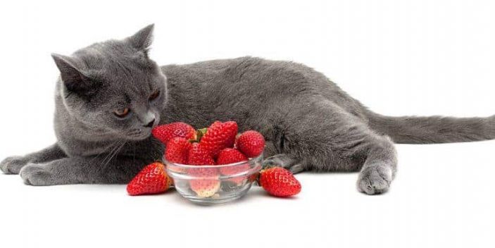 Can my cats have strawberries