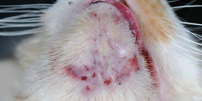 Chin acne on cats - remedies at home