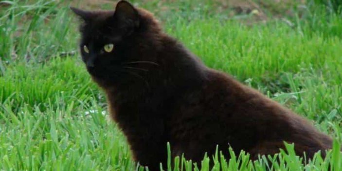 Deficiency of Phenylalanine in black cat can make their coat turn reddish brown