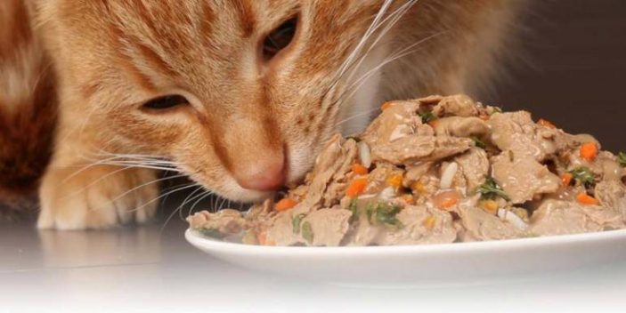 Do cats need leucine in their diets