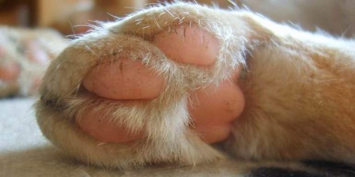 Do cats sweat including through their paw pads