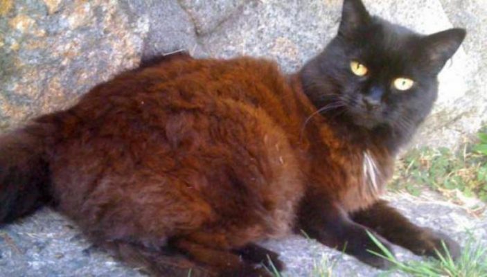 Is your black cat turning brown, it could be tyrosine deficiency