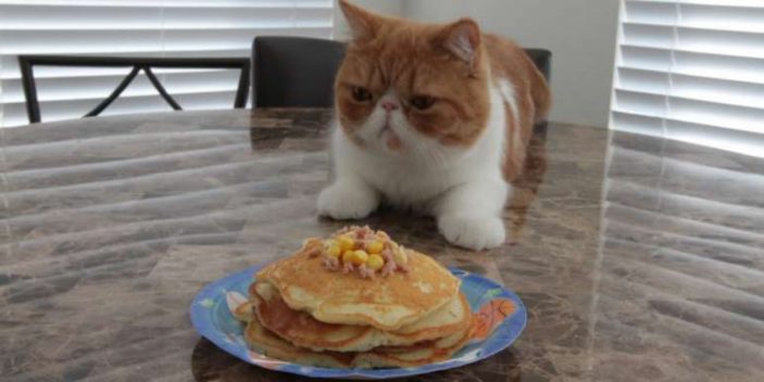 Making your cats pancakes