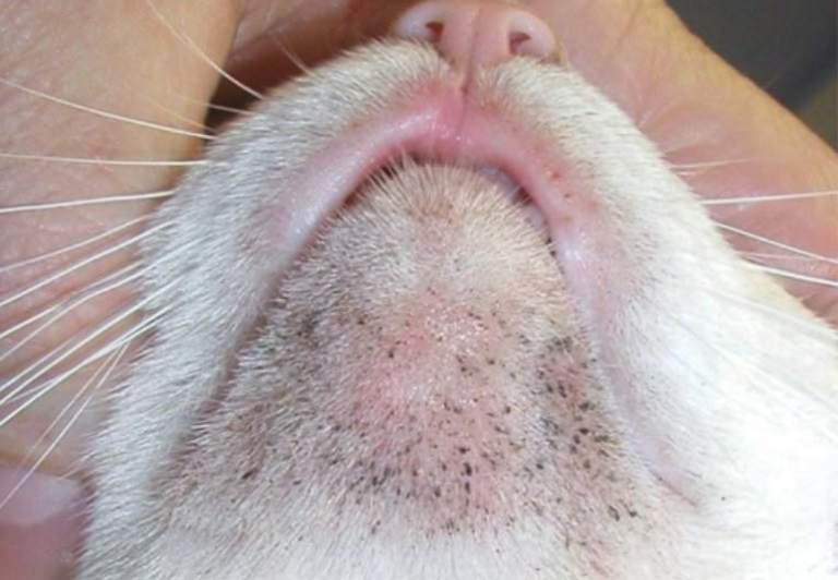 Mild acne form on a cat's chin