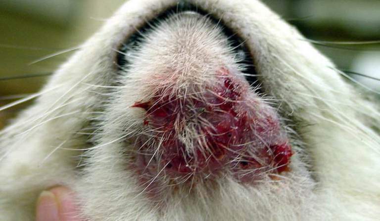 Severe case of feline acne