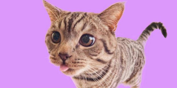 Why do cats blep - Stick out their tounge