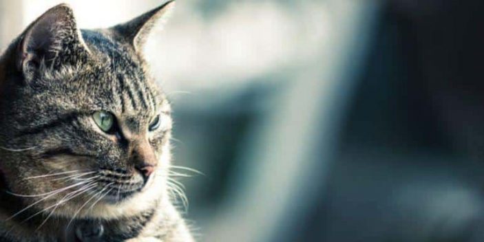 Why do cats stare at their litter box