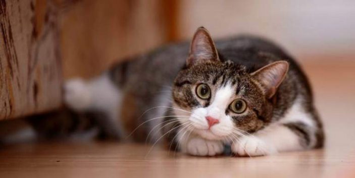 Why do cats stare without blinking