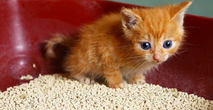 kitten eating cat litter