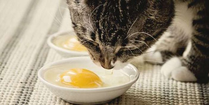 are cooked eggs good for cats