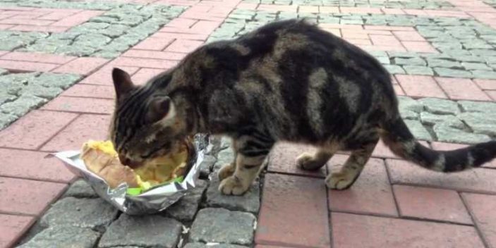 Can cats eat potatoes