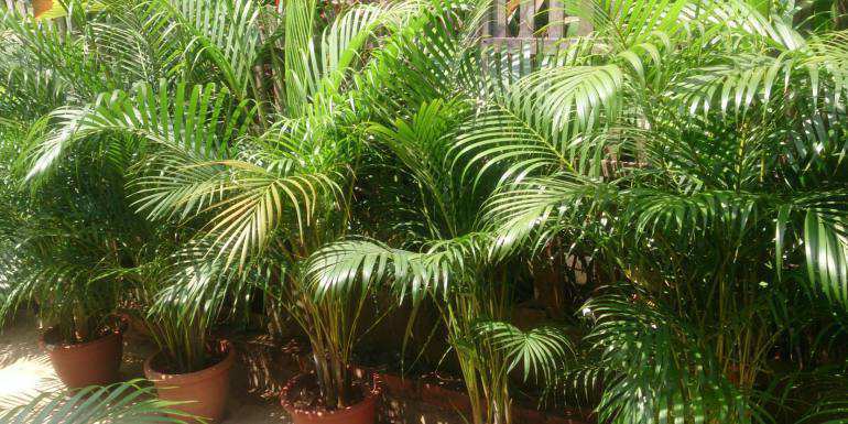 Are Areca palms poisonous to cats