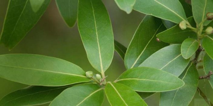 are bay leaves toxic to dogs and cats