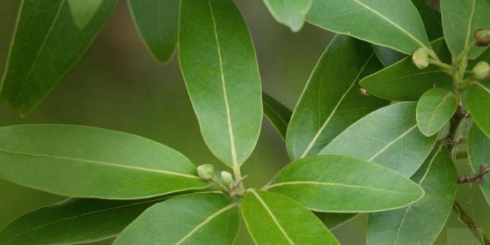 are bay leaves poisonous to humans and dogs