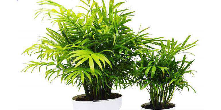 palm plant safe for cats