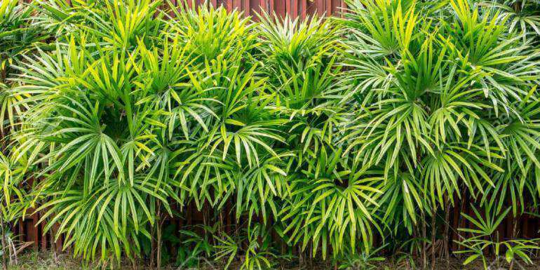 Bamboo palm