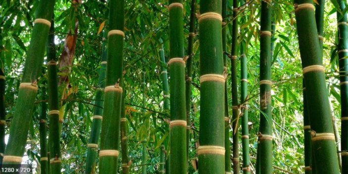 are bamboo plants poisonous to cats and dogs